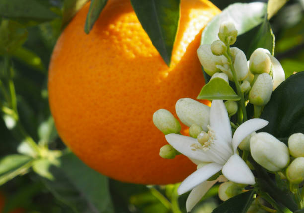 istock Valencian orange and orange blossoms. Spain.Spring 1279605665