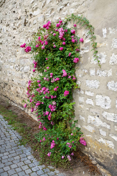 Vibrant bougainvillea flowers in shades of pink against a rustic stone wall. The scene captures a blend of nature and architecture.