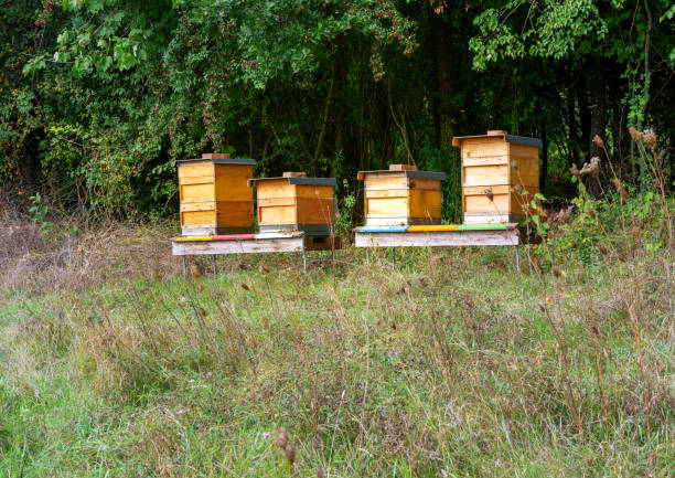 istock Beekeeping with wooden beeyards 1279605837