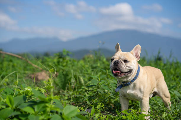 istock French bulldog standing at field against mountain scape. 1279606019