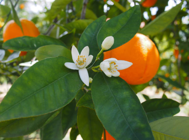 istock Valencian orange and orange blossoms. Spain.Spring 1279606181