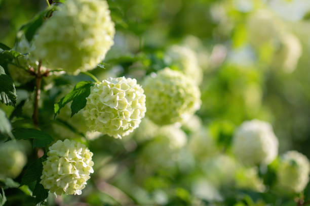 istock Blooming viburnum buldenezh, white flowers 1279606286