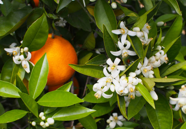 istock Valencian orange and orange blossoms. Spain.Spring 1279606332