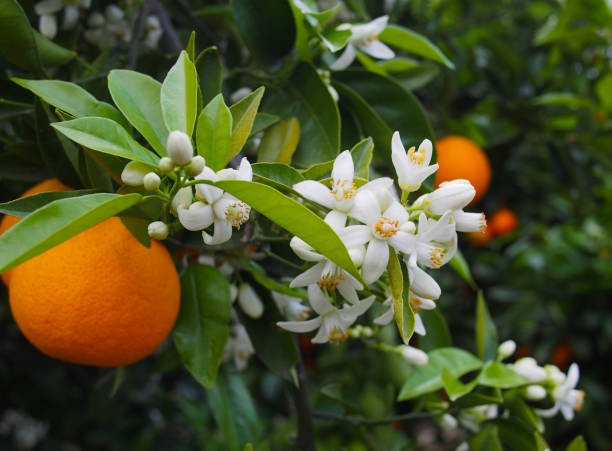 istock Valencian orange and orange blossoms. Spain.Spring 1279606968