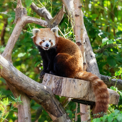 Red Panda, ailurus fulgens, otherwise known as the lesser panda or bear cat, sitting in a tree.