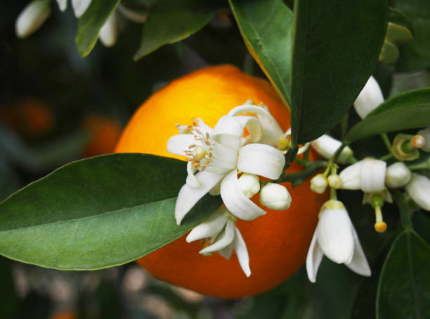 istock Valencian orange and orange blossoms. Spain.Spring 1279607240