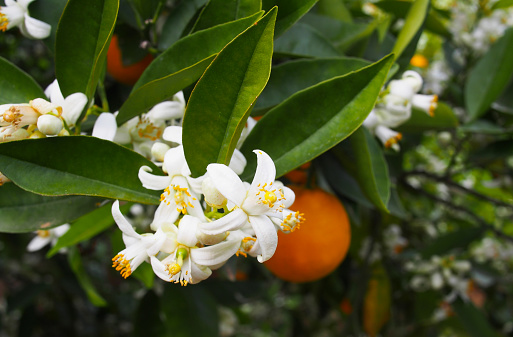 Valencian orange and orange blossoms. Spain.Spring