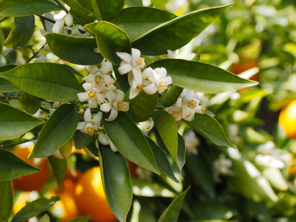 istock Valencian orange and orange blossoms. Spain.Spring 1279607271