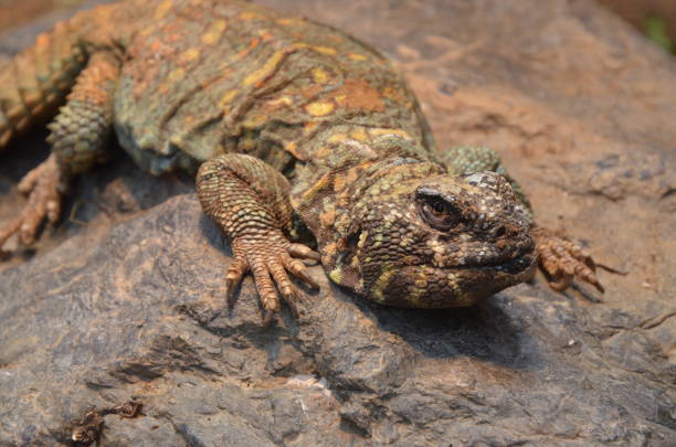 istock lizard at the zoo, Frankfurt am Main(Germany) 1279607461