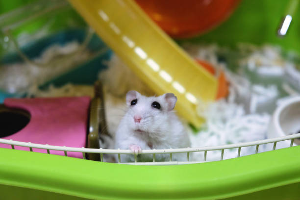 istock A hamster looking out of the cage 1279607605