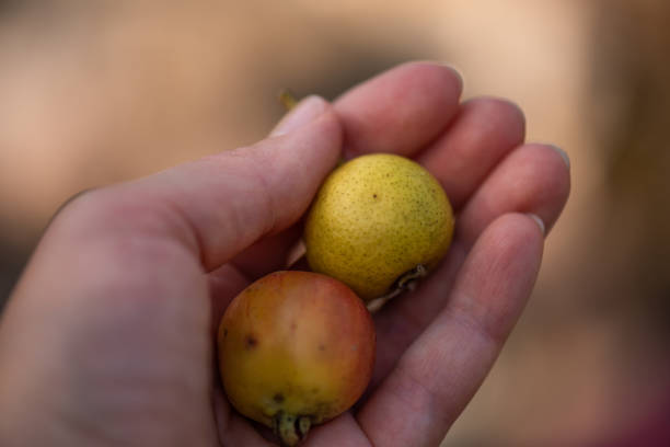istock crab apple and wild pear in hand 1279608299
