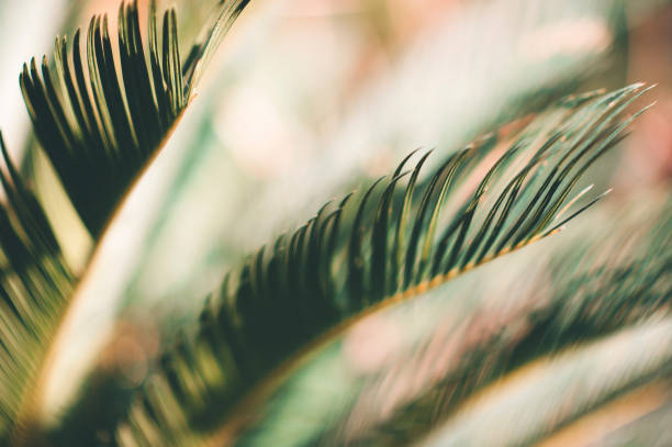 istock Abstract blur of leaves for background 1279609621