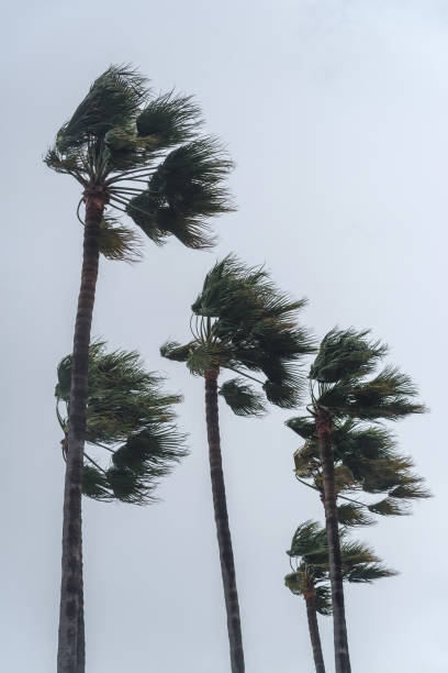 istock Palm trees in high wind with stormy sky in the background 1279610351