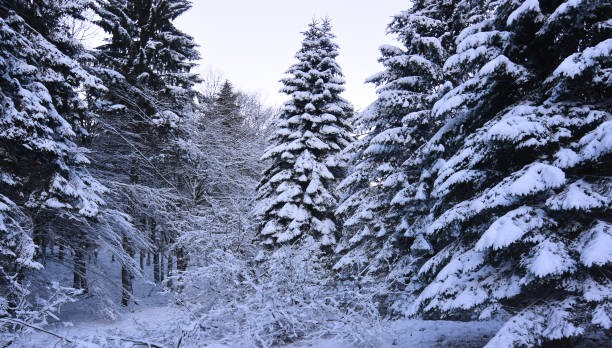 istock the snowy forest at Christmas 1279610454