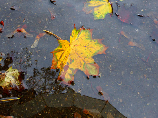 istock autumnal colored maple leaf on a street puddle with mirrored umbrella 1279610606