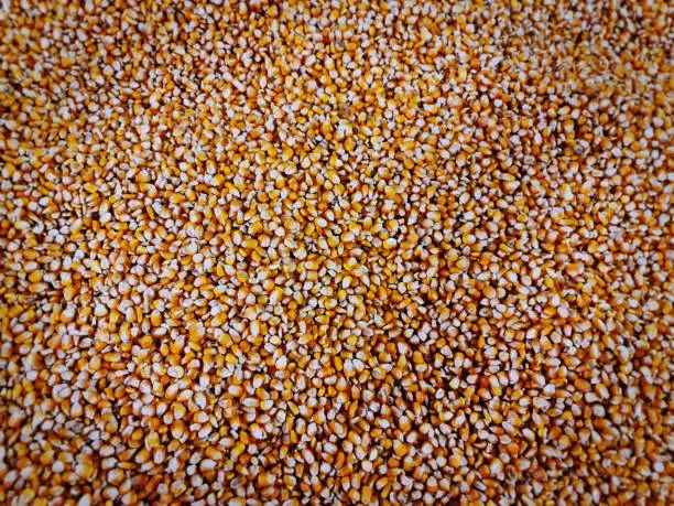 Full Frame Background of Dry Sweet Corn Kernels with Selective Focus