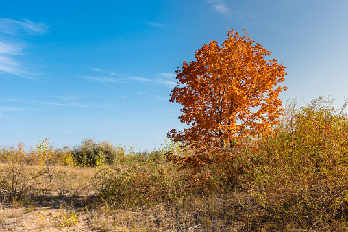 Autumn landscape - maple tree with orange leaves on a sand dune on a sunny autumn day