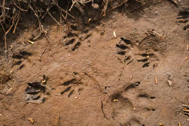 Photo of A hedgehog footprint in the sand in the forest, detailed.