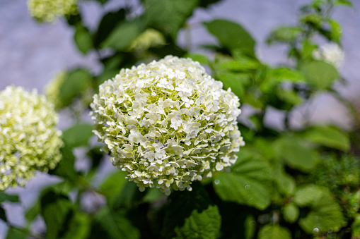 White hortensia hydrangea