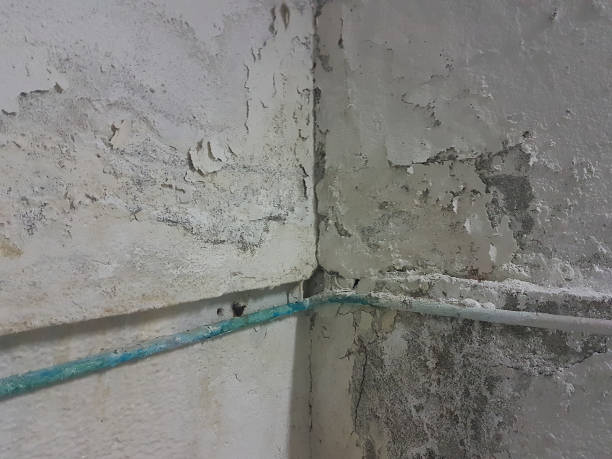 istock wall damaged by moisture and cobwebs 1279615299