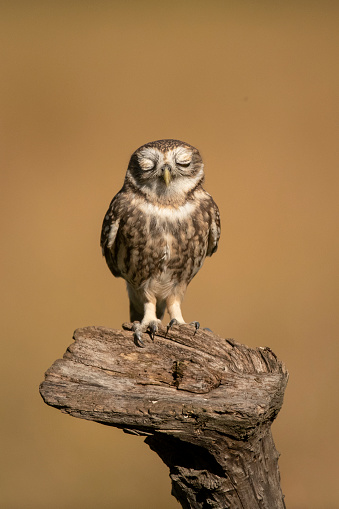 A little owl on a trunk with closed eyes with golden background ,Vertical shot , Italy