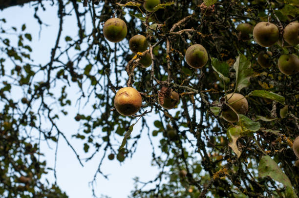 istock hanging apples at a branch of a fruit tree 1279615664