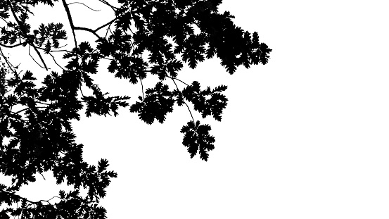 Branch with oak leaves on a white background - isolate, black and white