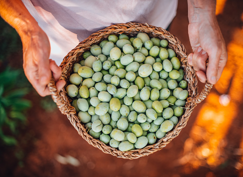 Mature Woman Holding a Basket of Organic Green Olives