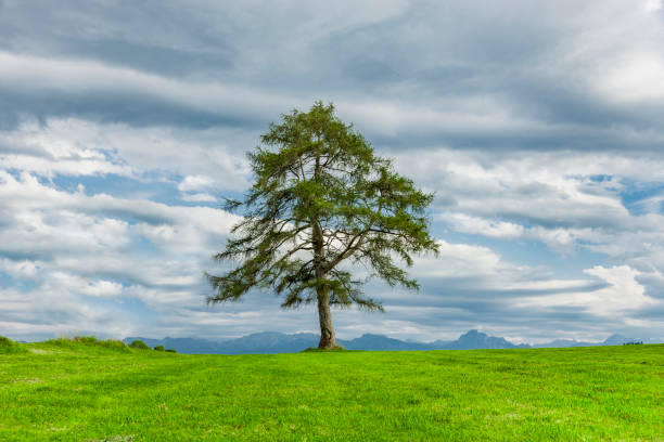 istock Green meadow and trees with sky 1279617680