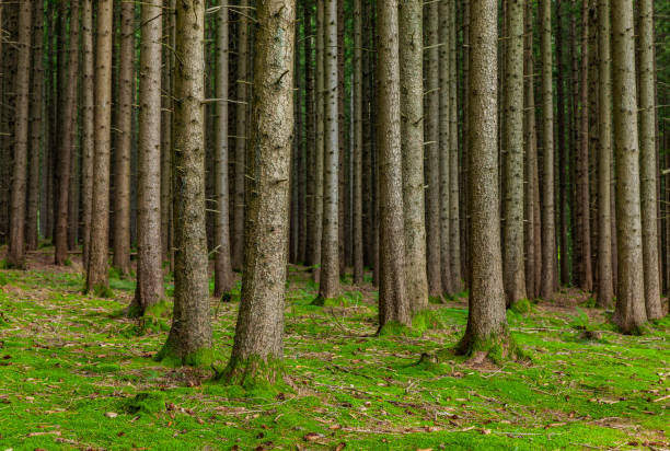 Trunks of fir trees in coniferous forest with forest floor Trunks of fir trees in coniferous forest with forest floor forest floor photos stock pictures, royalty-free photos & images