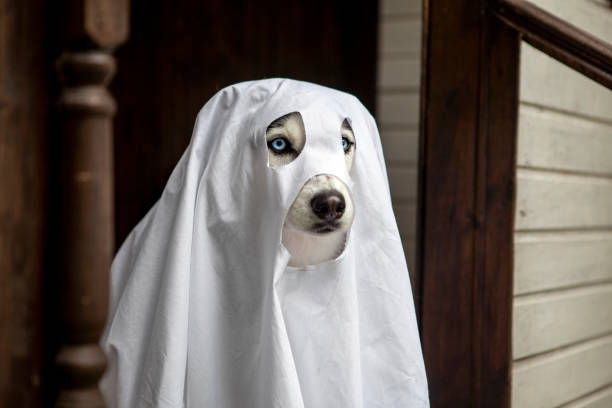 istock Husky dogs celebrate Halloween 1279617709
