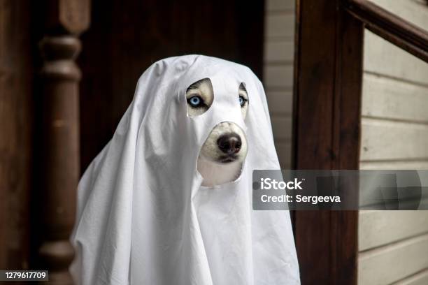 Husky Dogs Celebrate Halloween Stock Photo - Download Image Now - Ghost, Dog, Porch