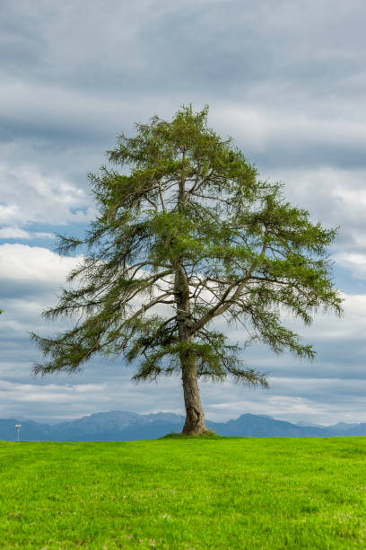 istock Green meadow and trees with sky 1279617712