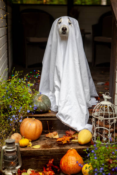 istock Husky dogs celebrate Halloween 1279617719