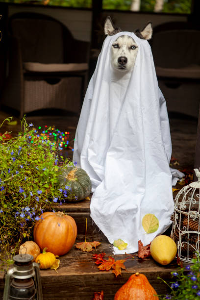 istock Husky dogs celebrate Halloween 1279617721
