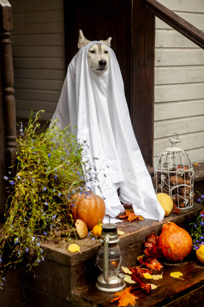 istock Husky dogs celebrate Halloween 1279617724