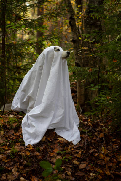istock Husky dogs celebrate Halloween 1279617738