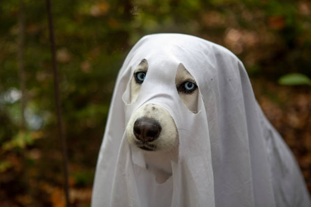 istock Husky dogs celebrate Halloween 1279617743