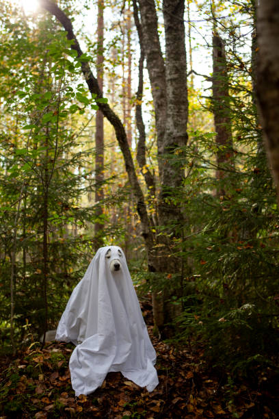 istock Husky dogs celebrate Halloween 1279617748