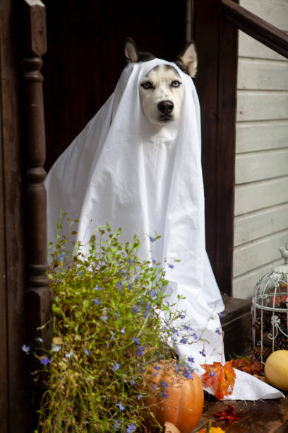 istock Husky dogs celebrate Halloween 1279617755
