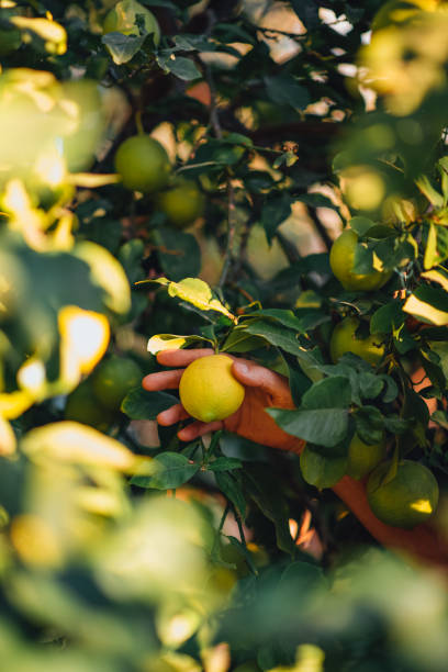 istock Woman Picking Lemons From the Tree 1279618400