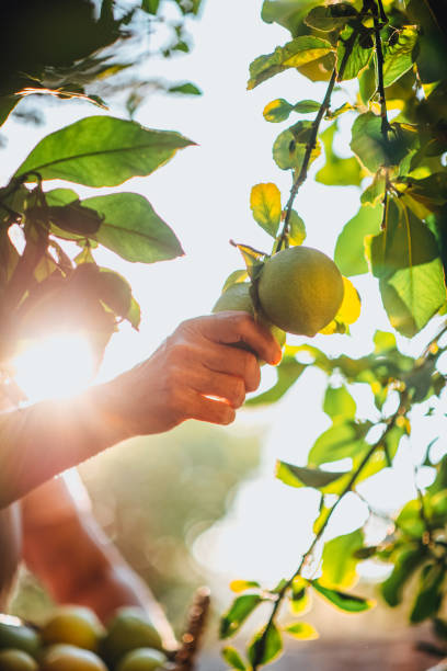 istock Woman Picking Lemons From the Tree 1279618528
