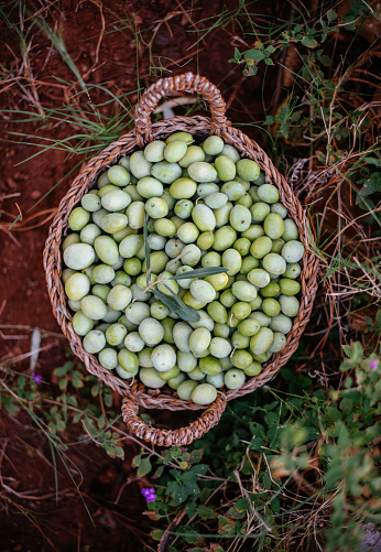 a Basket of Organic Green Olives