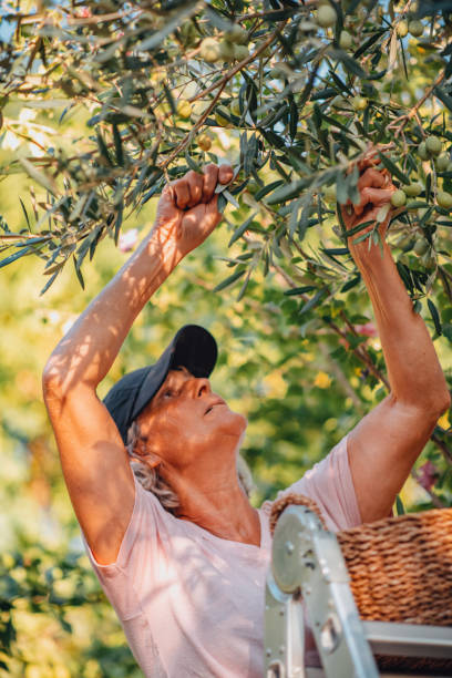 istock Woman Picking Olives From the Tree 1279618853