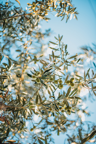 branch and leaves of olea europaea in a cloudy sky