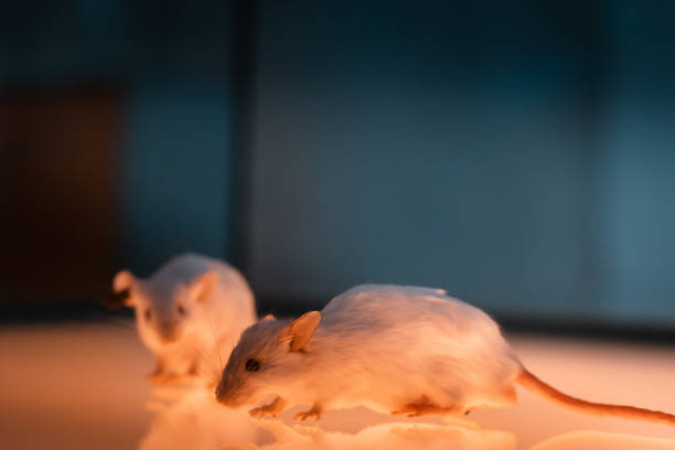 istock White laboratory rats isolated on luminous glass surface. 1279619594
