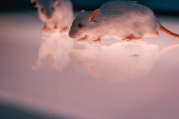 istock White laboratory rats isolated on luminous glass surface. 1279619598