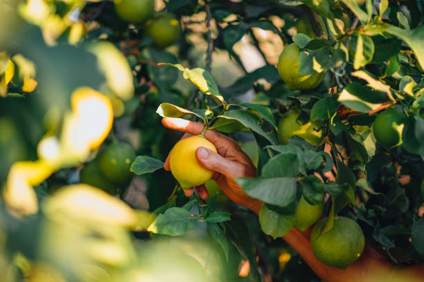 istock Woman Picking Lemons From the Tree 1279619635