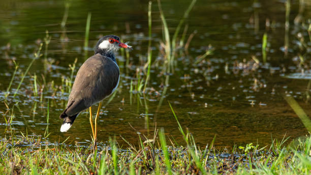 istock Red-Wattled Lapwing wading in shallow water 1279619678