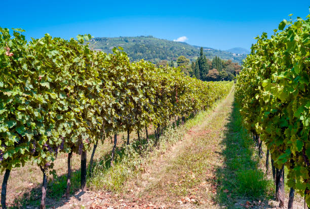 Amarone di Valpolicella summer vineyards. COlor image. stock photo